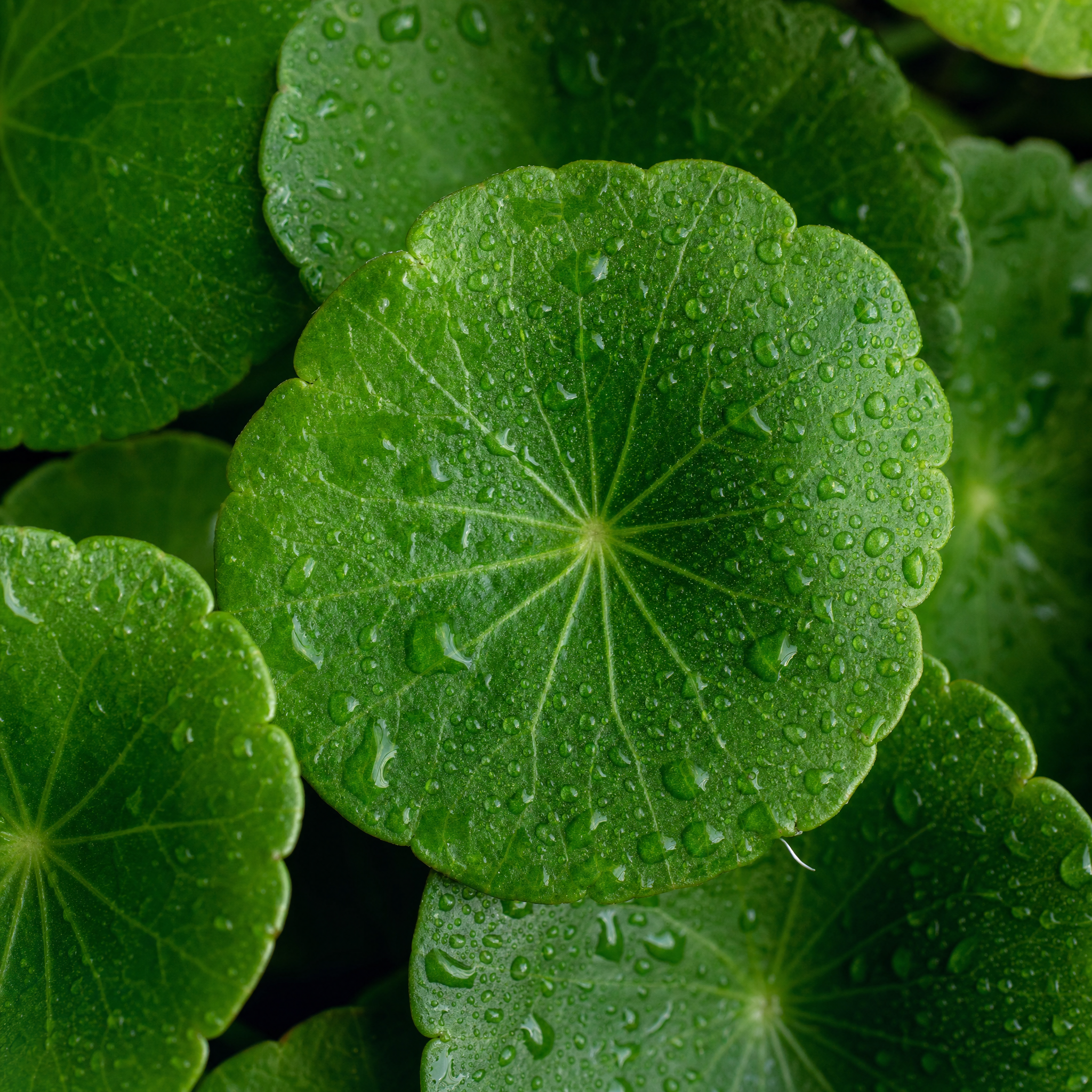 Centella + panthenol — ingredient macro