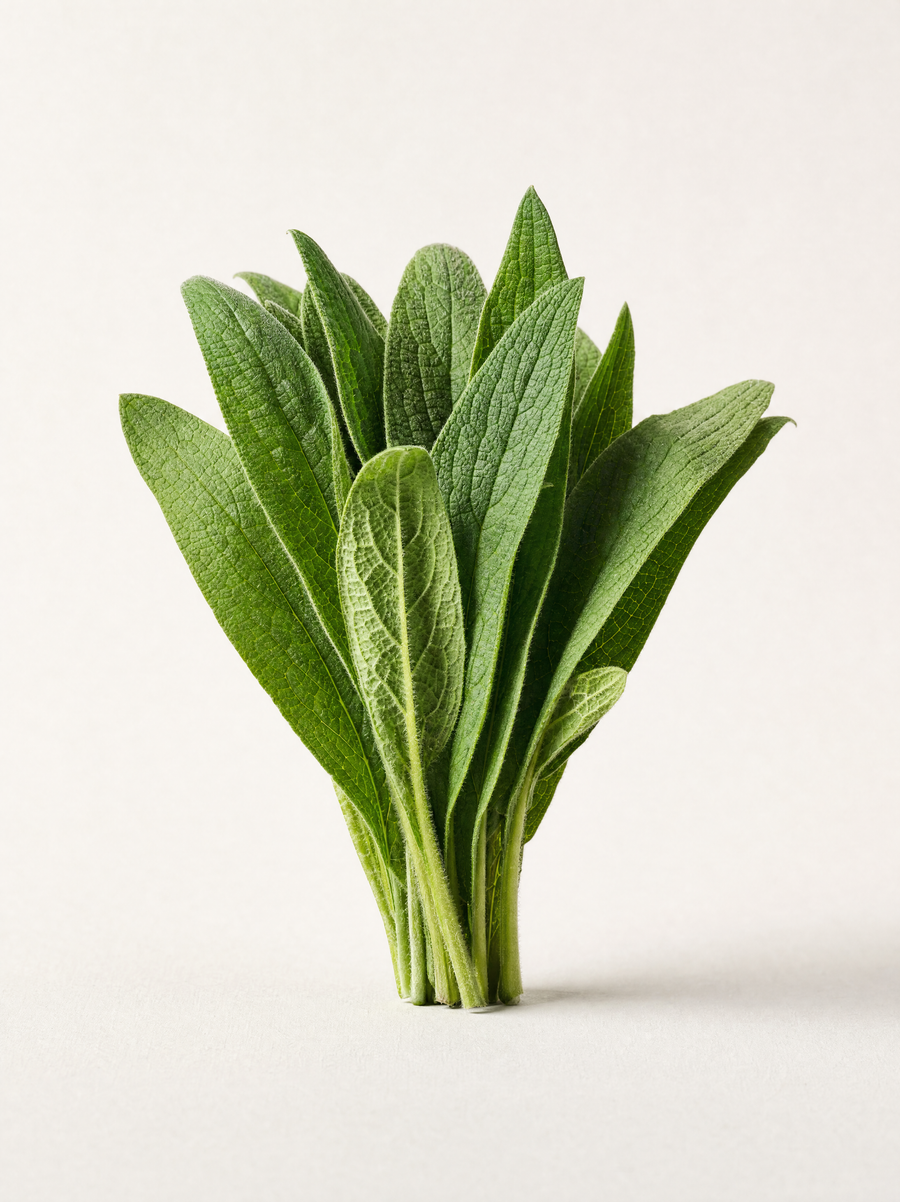 Comfrey
